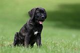 CANE CORSO 1200